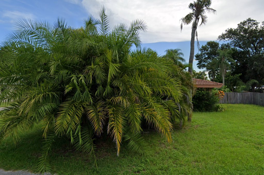 American Domestic Skunk Association