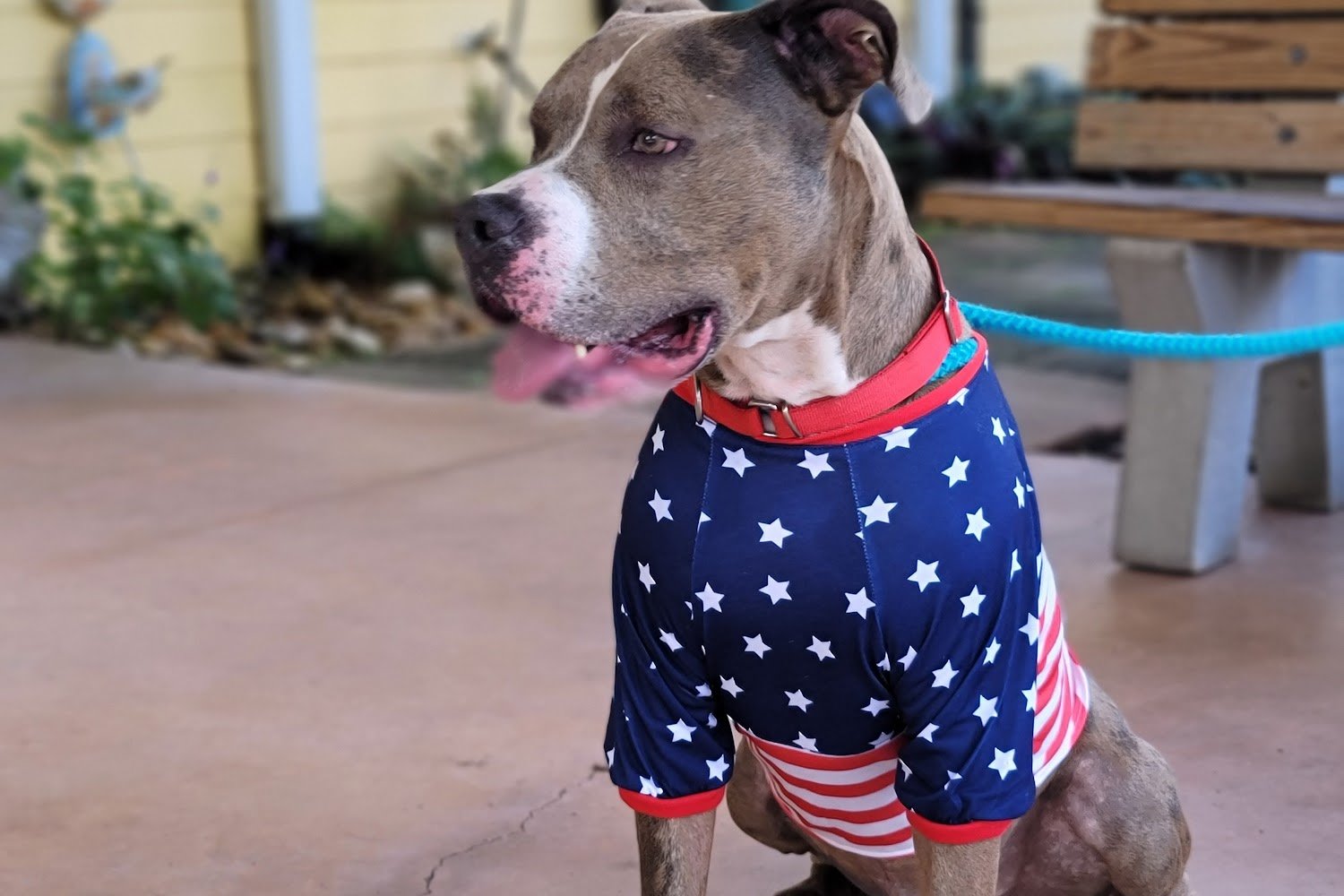 Animal Welfare League Inc