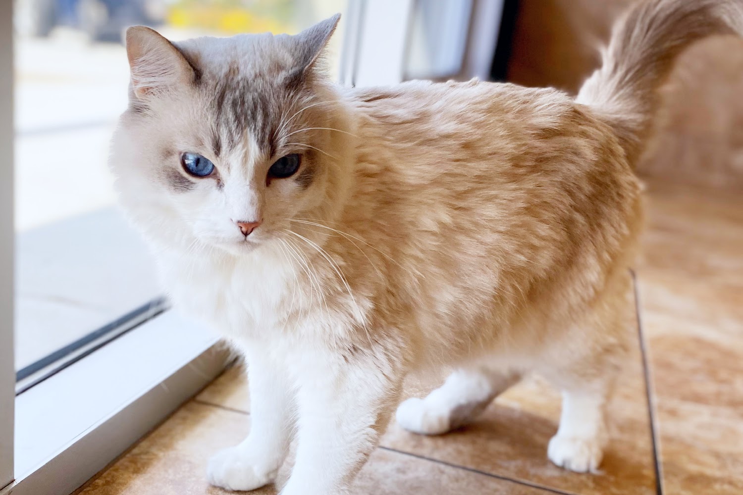 Country Club Animal Hospital