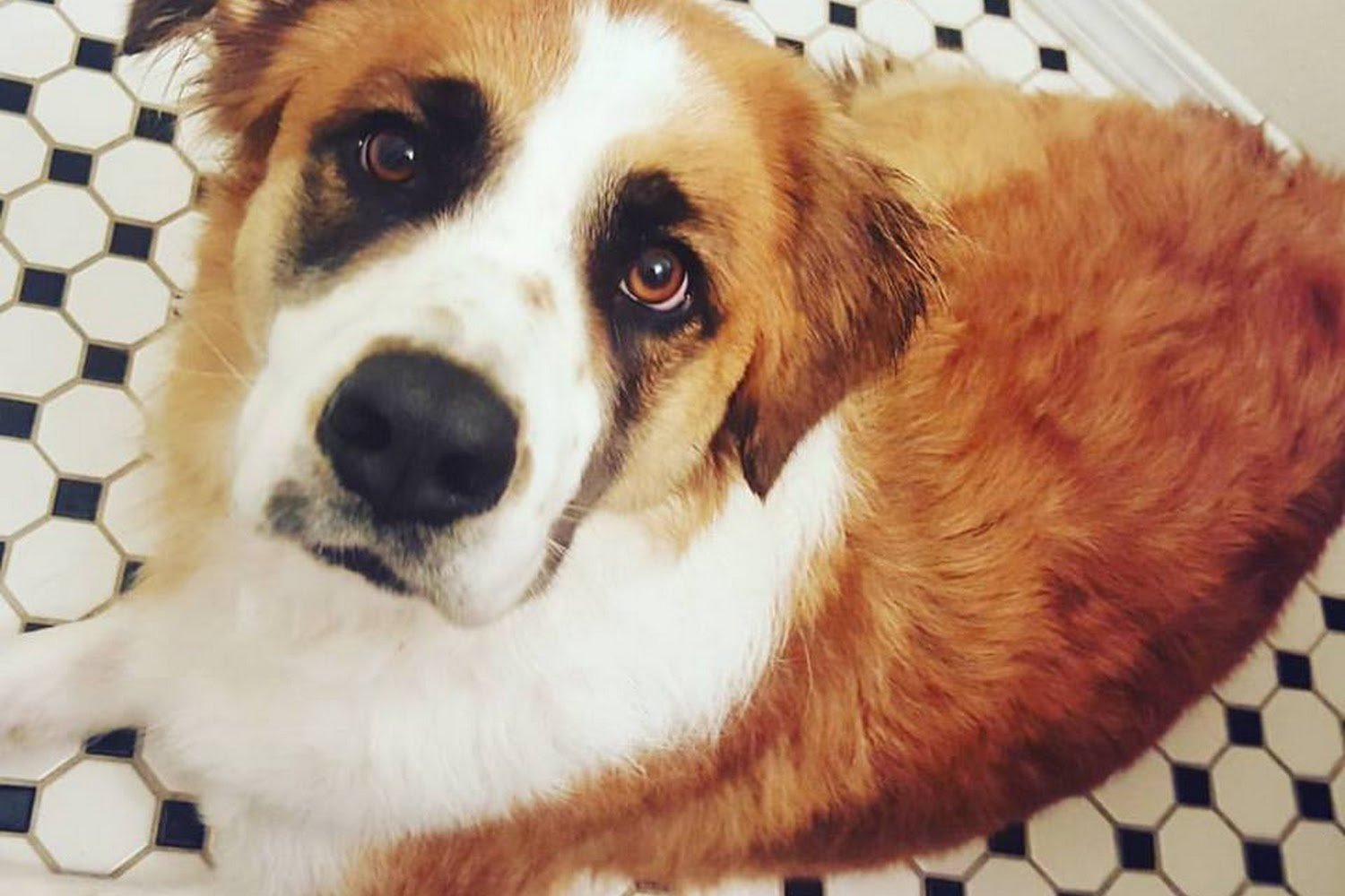 Total Care Veterinary Hospital