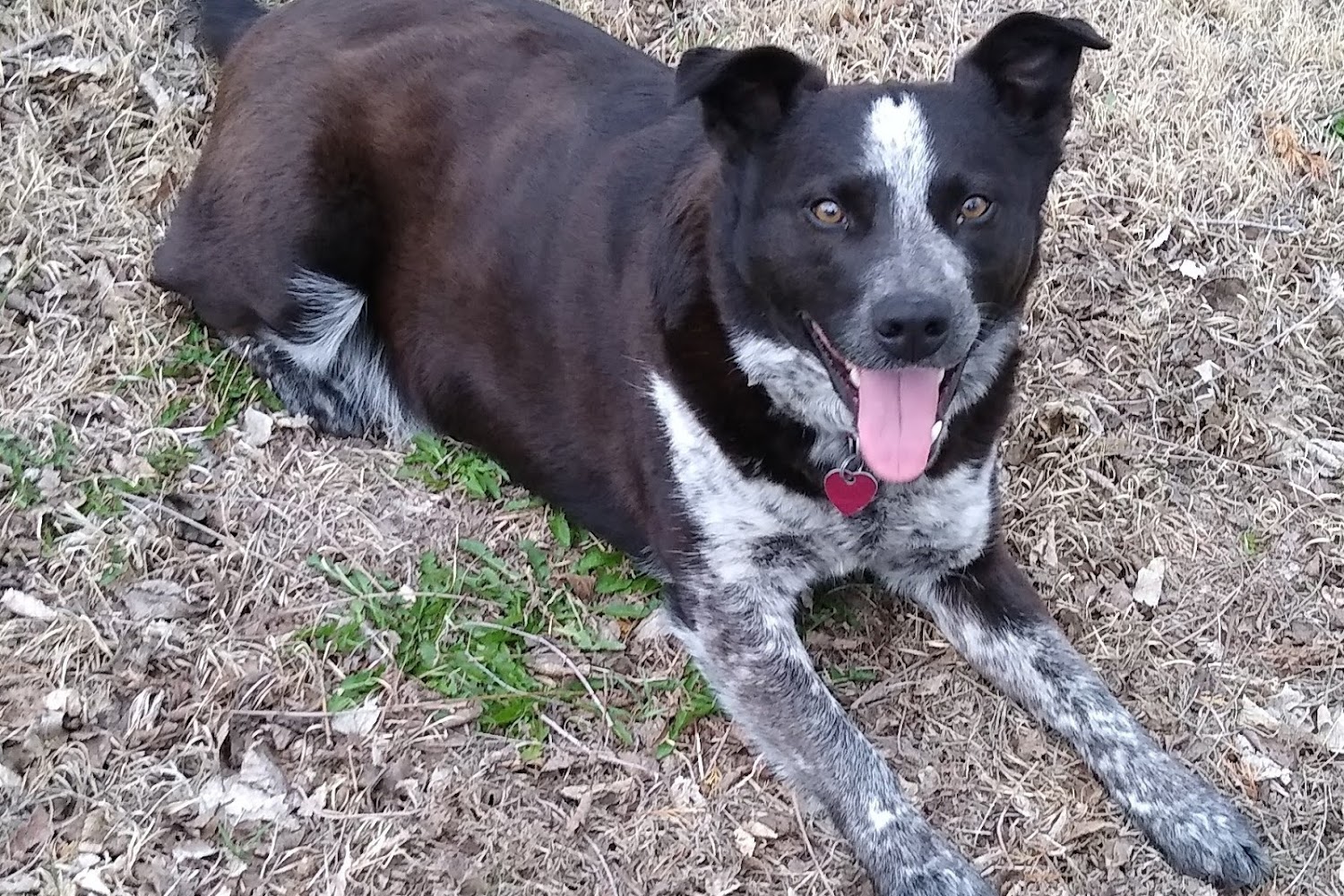 Lindsborg Veterinary Medical Hospital