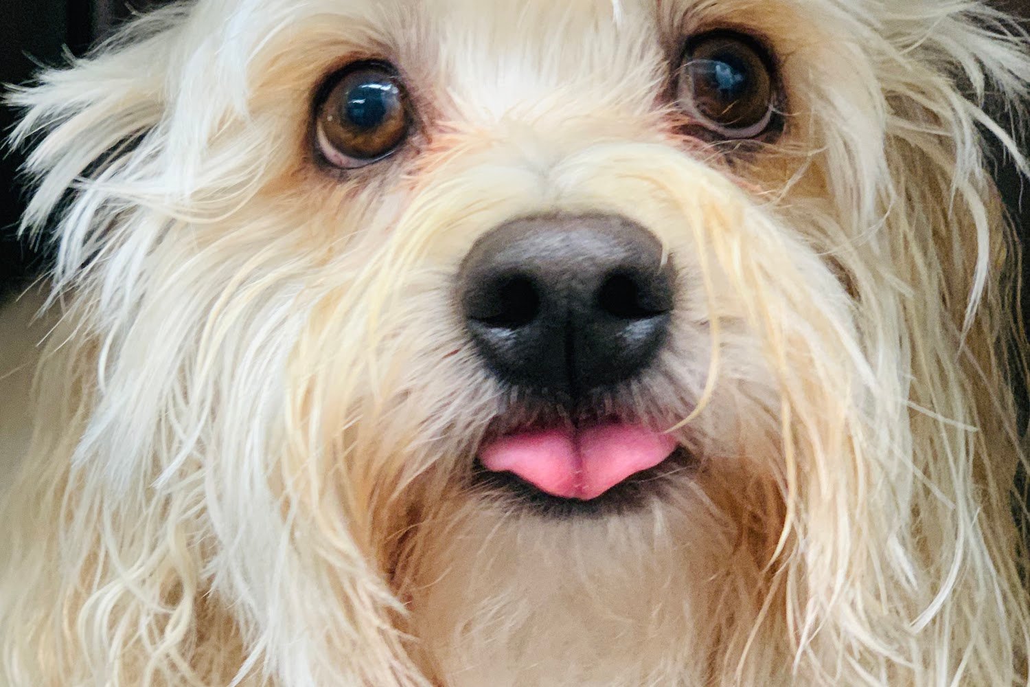 Encinitas Animal Hospital