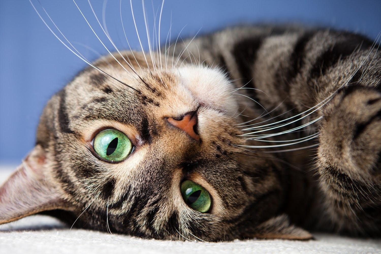 Francis Animal Hospital