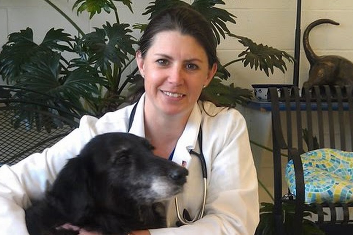 Mountain View Veterinary Hospital