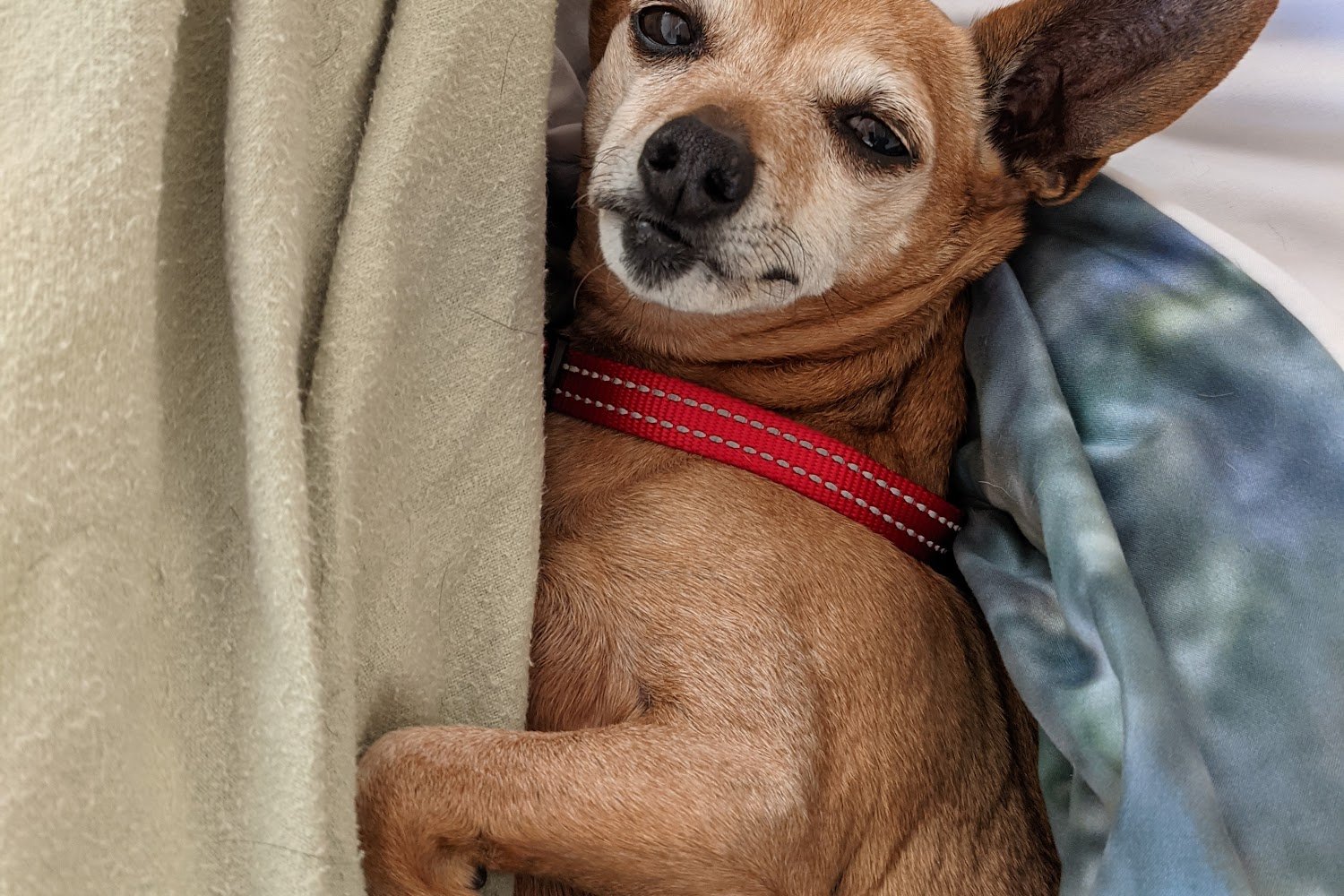 Lake Veterinary Hospital