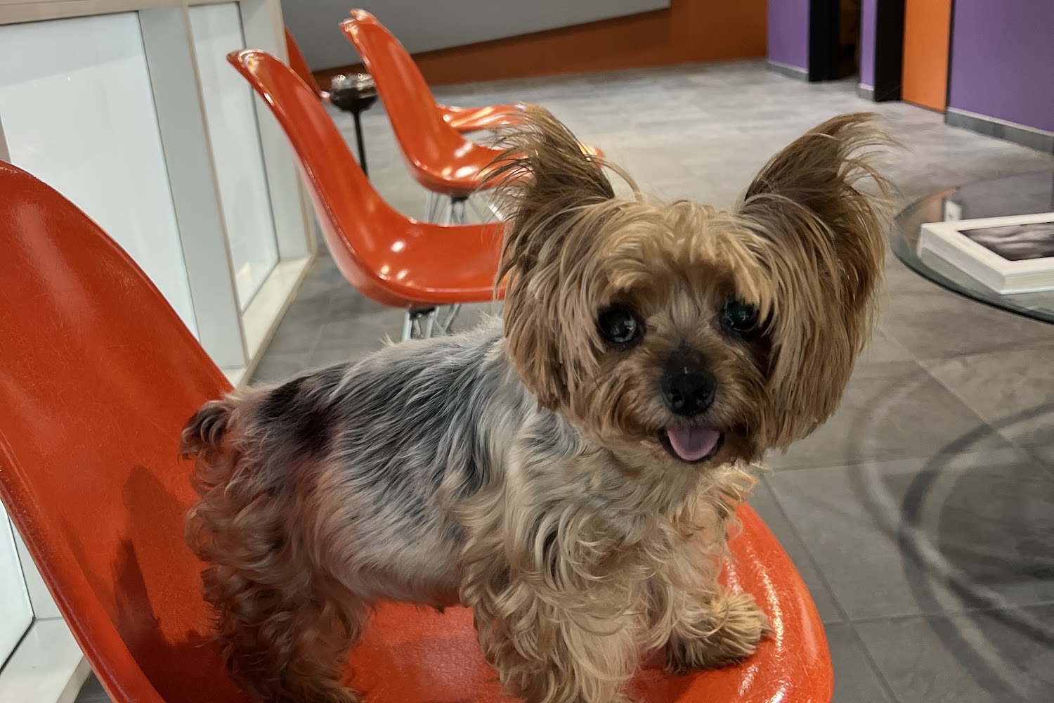 Greek & Associates Veterinary Hospital