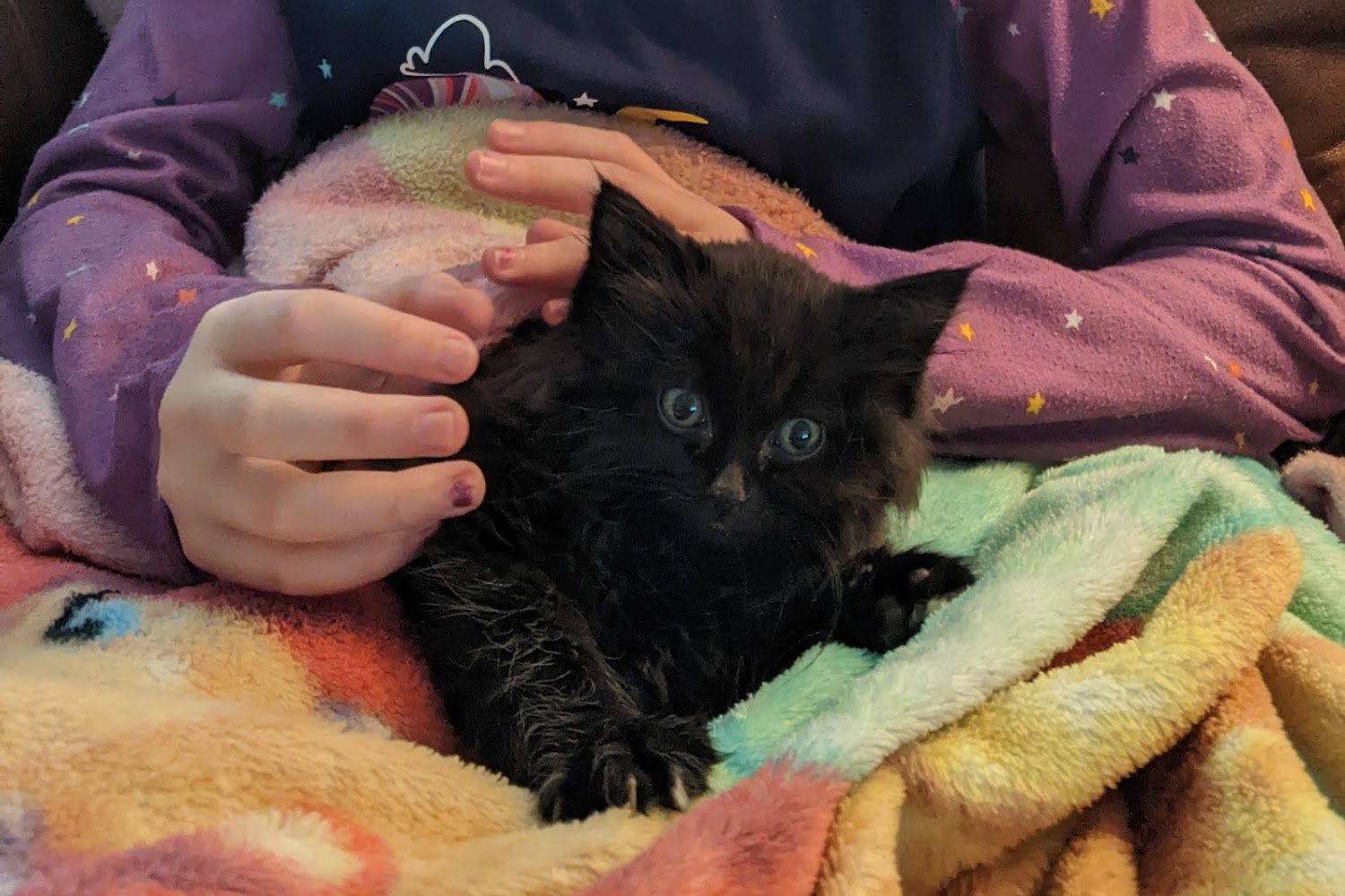 Mount Shasta Animal Hospital