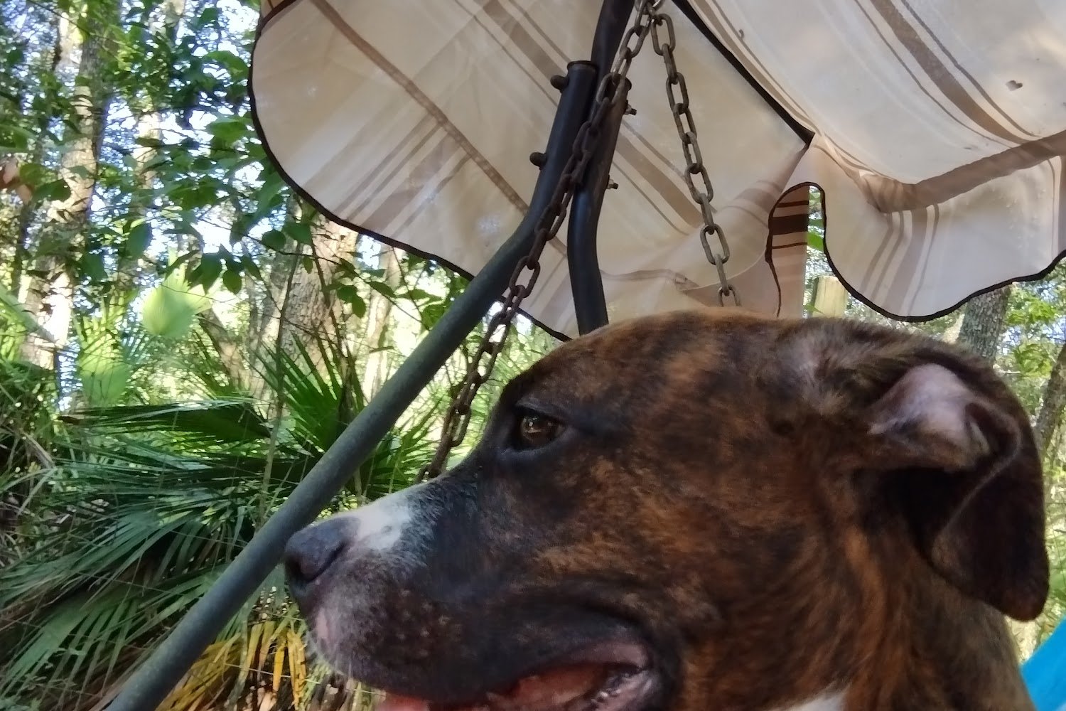 Putnam County Humane Society