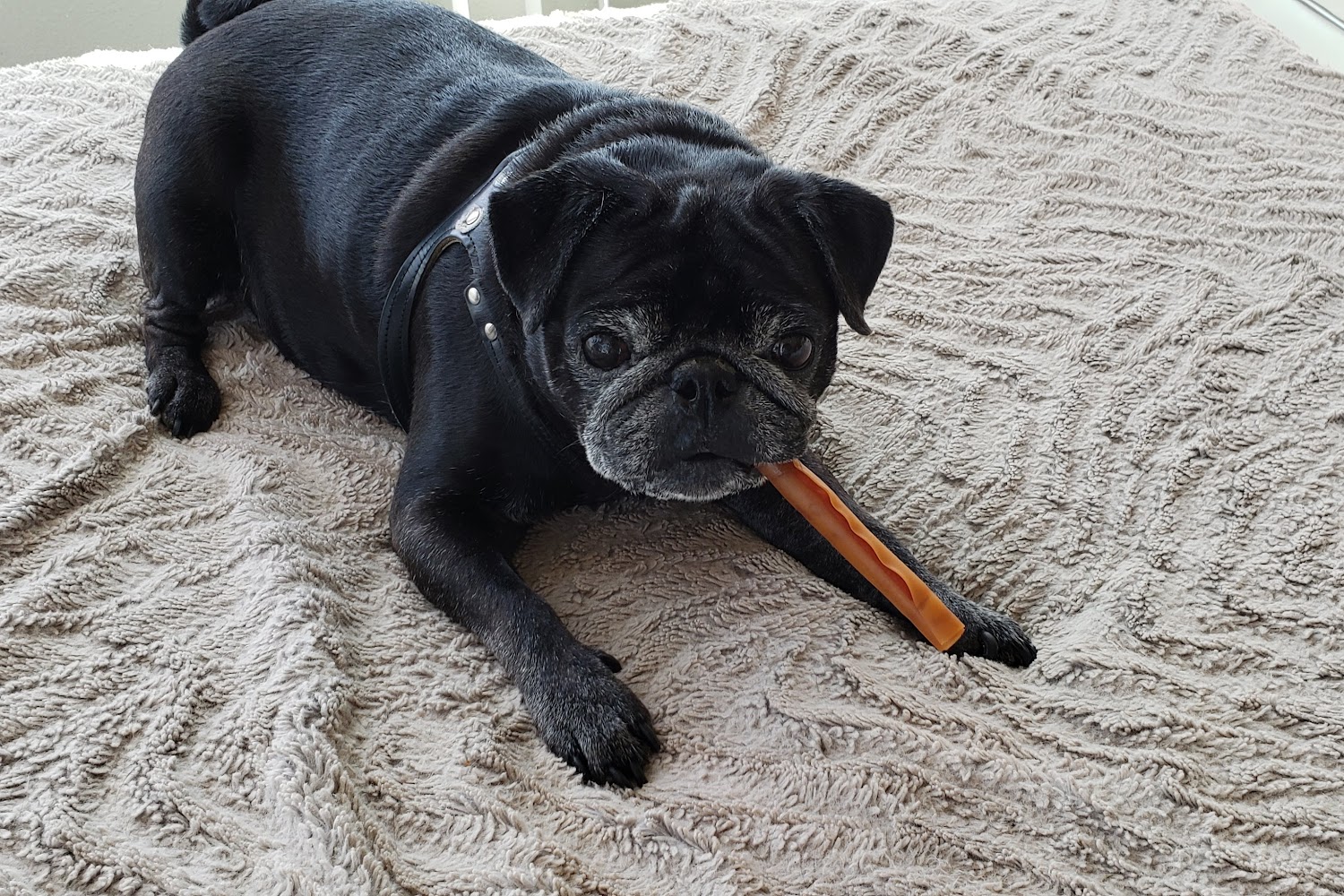 Rancho Santa Fe Veterinary Hospital