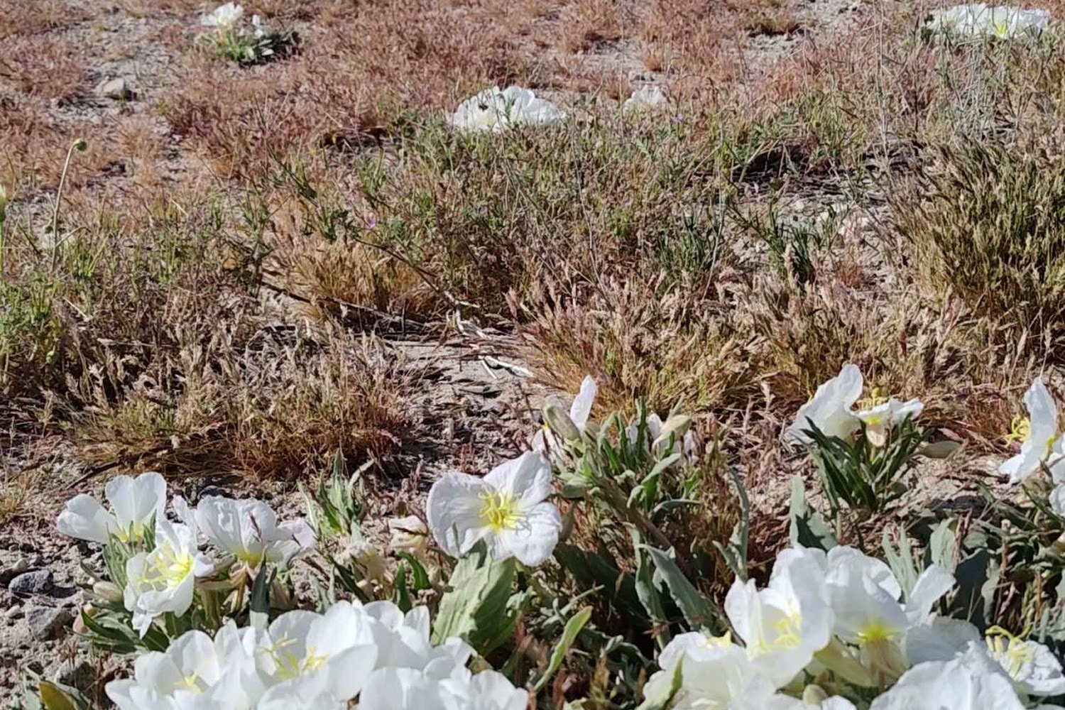 Hooves PAWS Animal Rescue