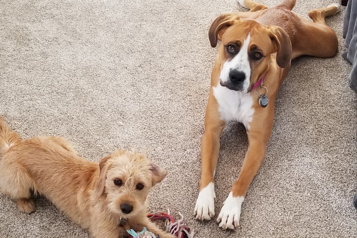 Santa Maria Valley Humane Society