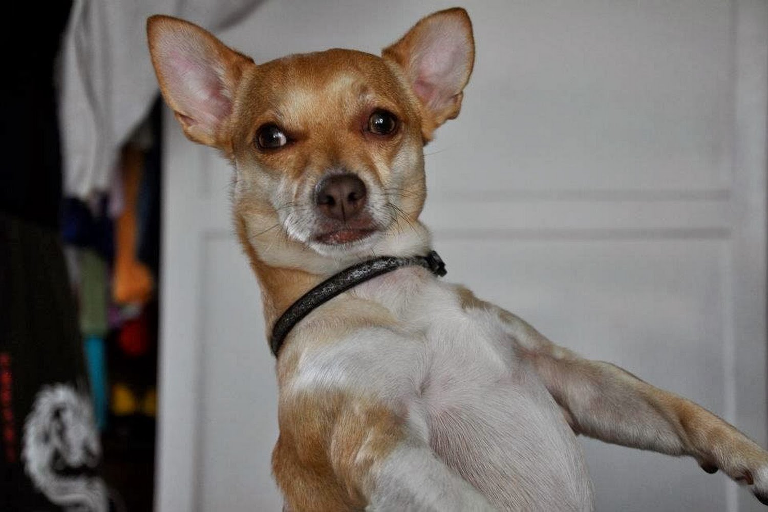 Agoura Hills Animal Shelter