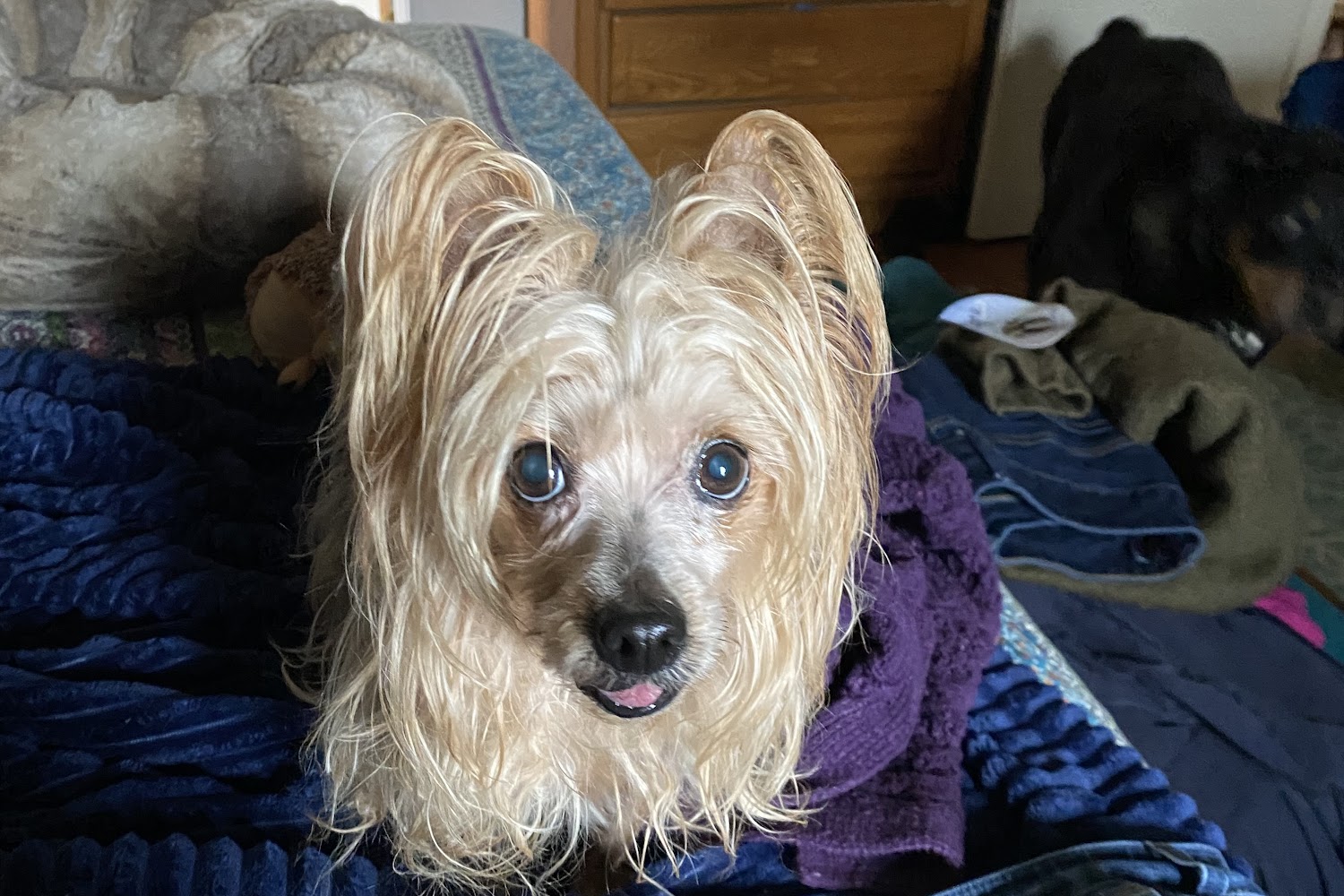 Sonoma County Animal Shelter