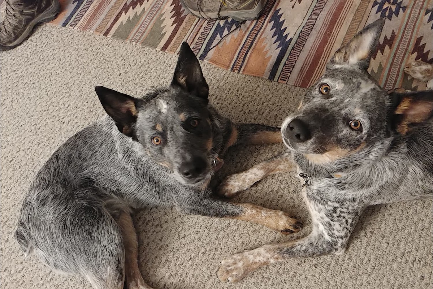 Western Slope Equine Hospital