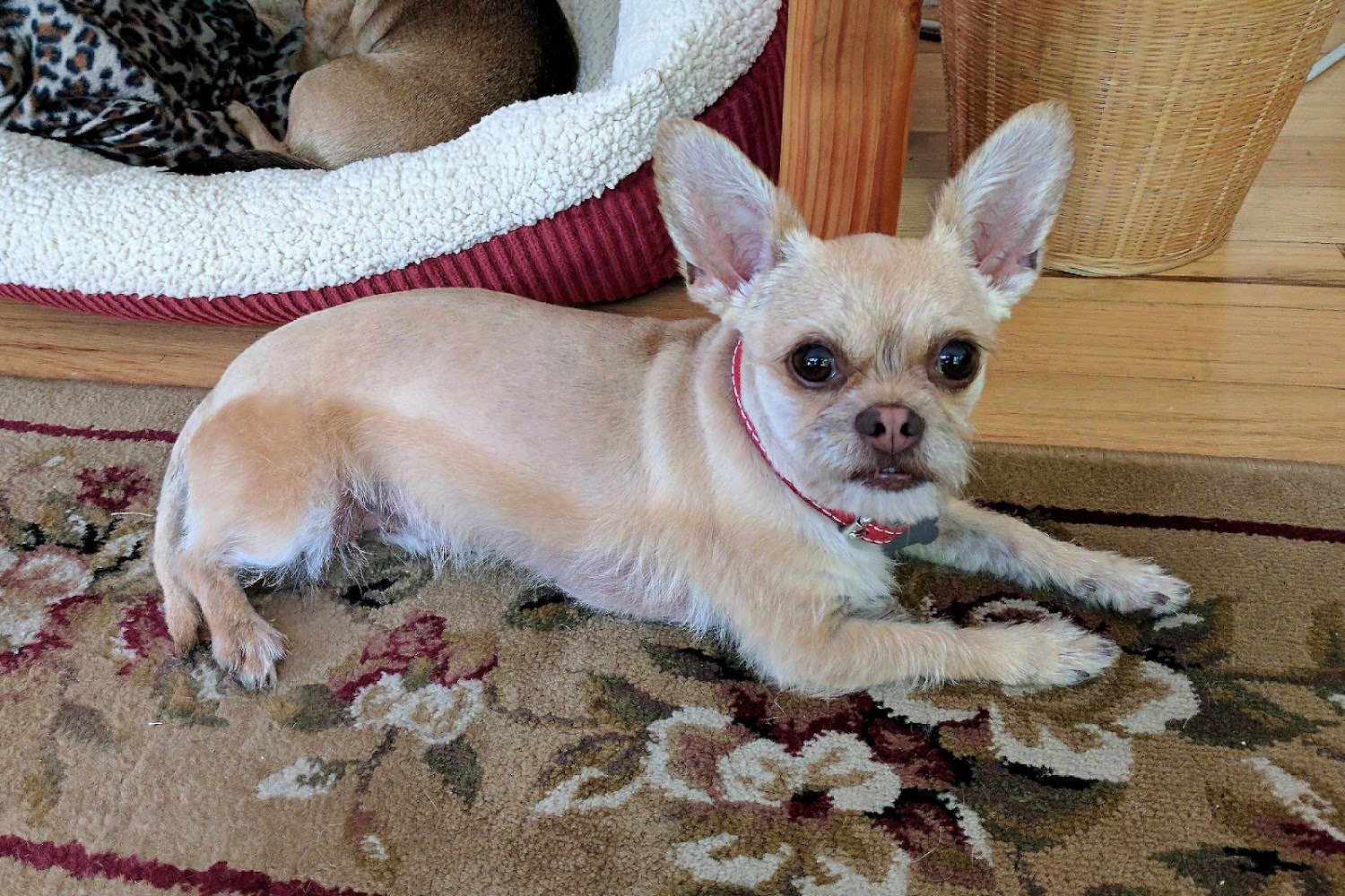 El Dorado Humane Society