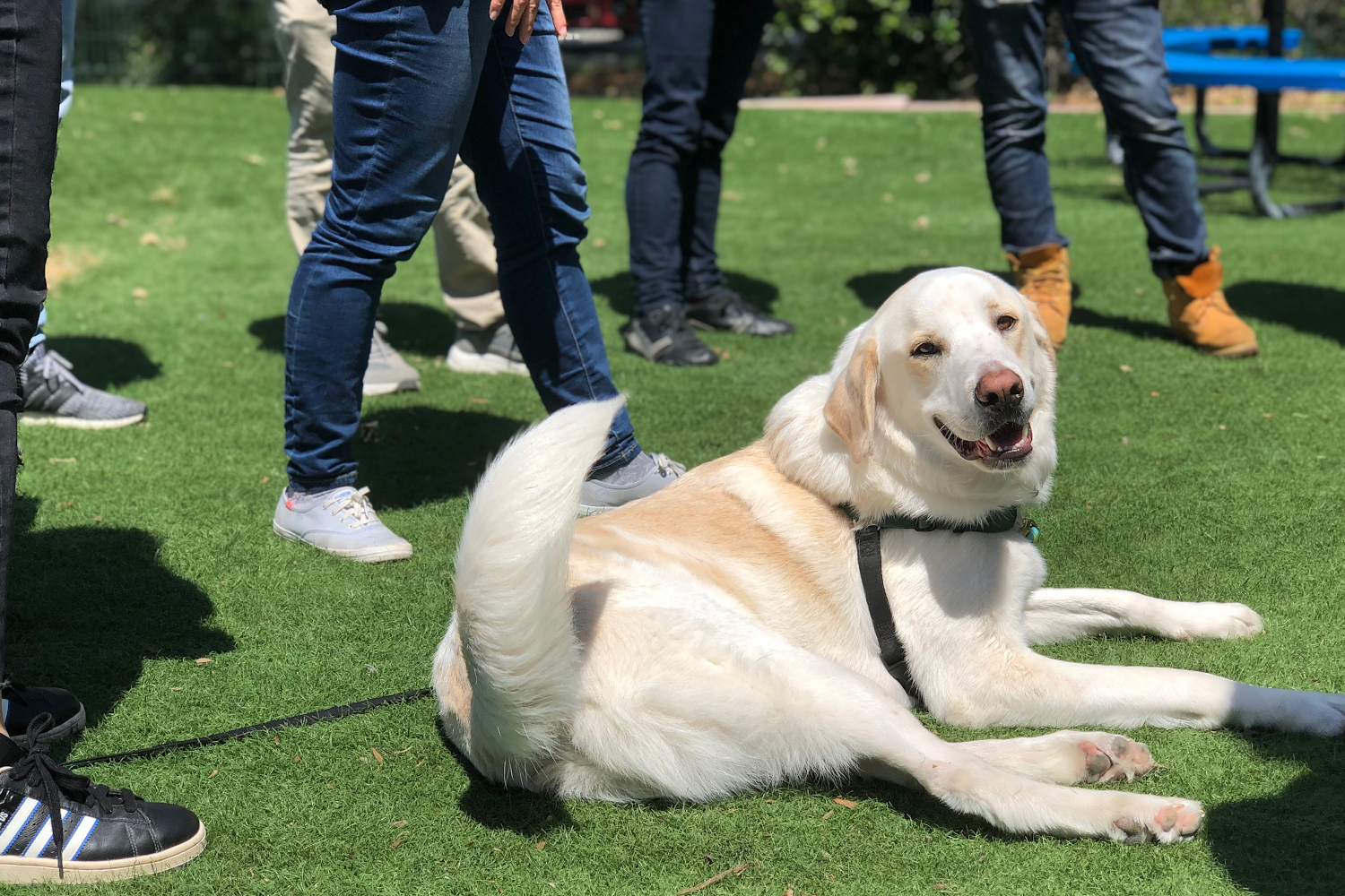 Humane Society Silicon Valley