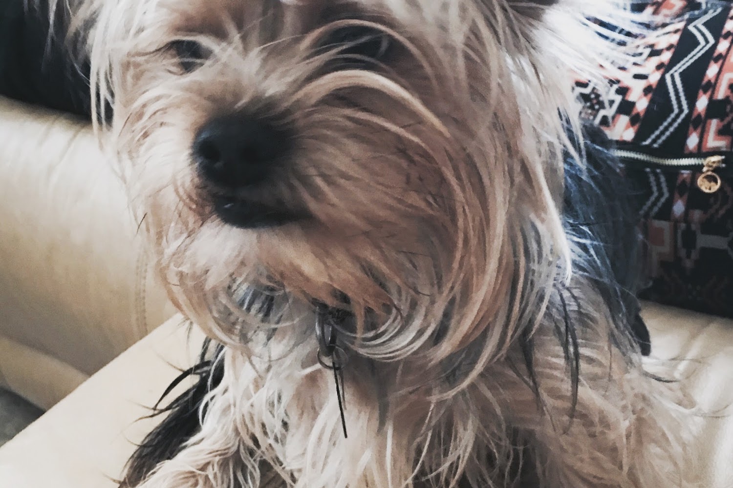 Grand Island Veterinary Hospital