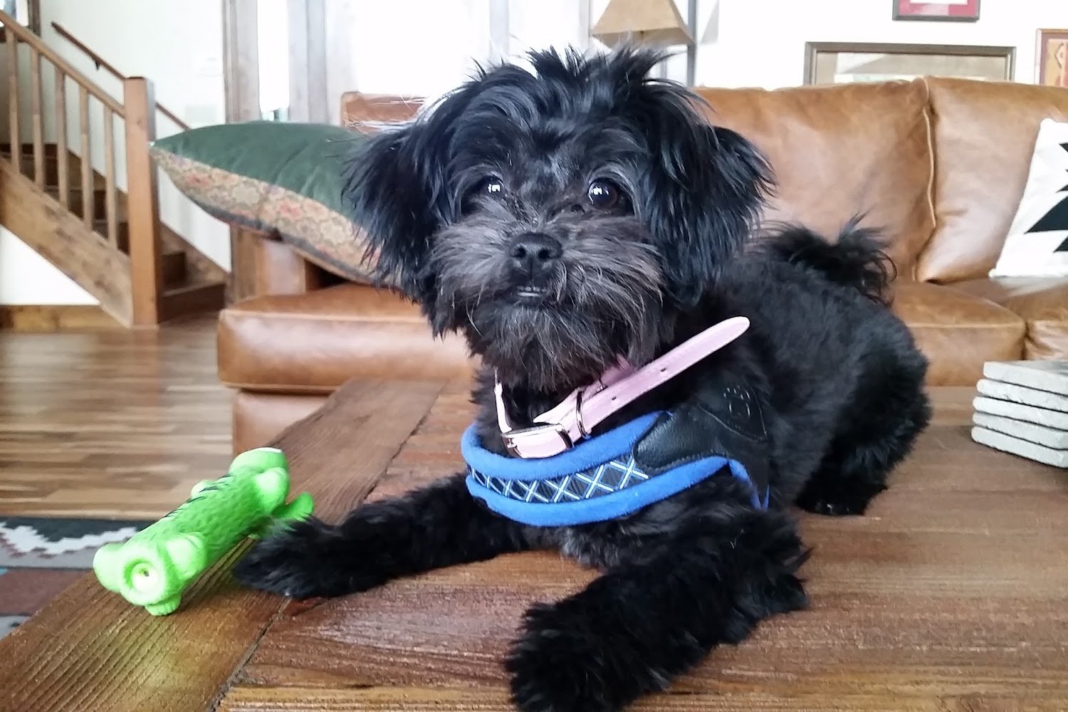 Lindsay Animal Control Shelter