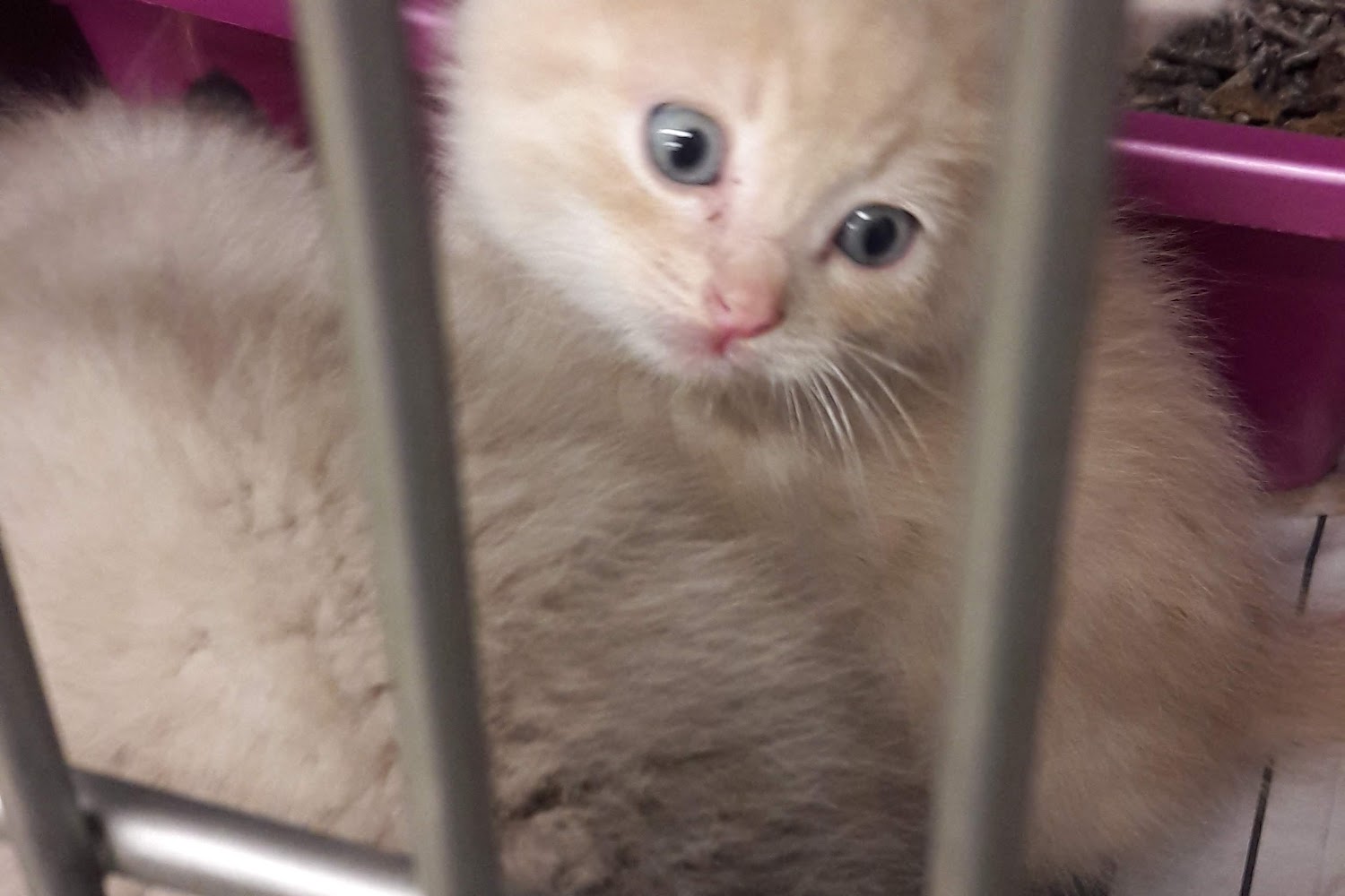 Dundalk Animal Hospital