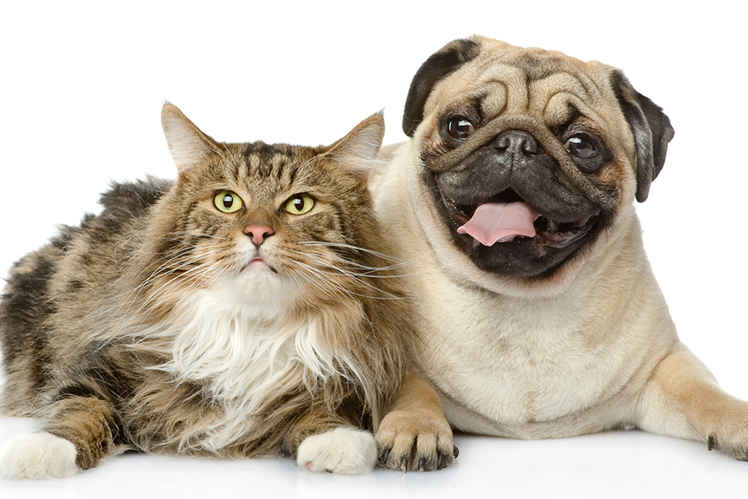 Layhill Animal Hospital