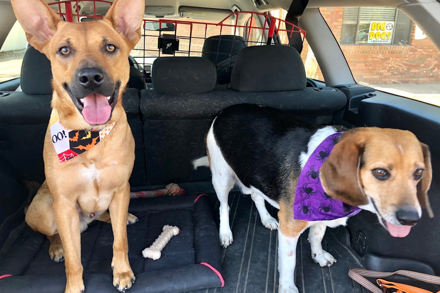 Fremont Veterinary Hospital