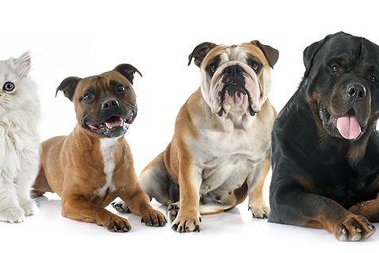 Towson Veterinary Hospital