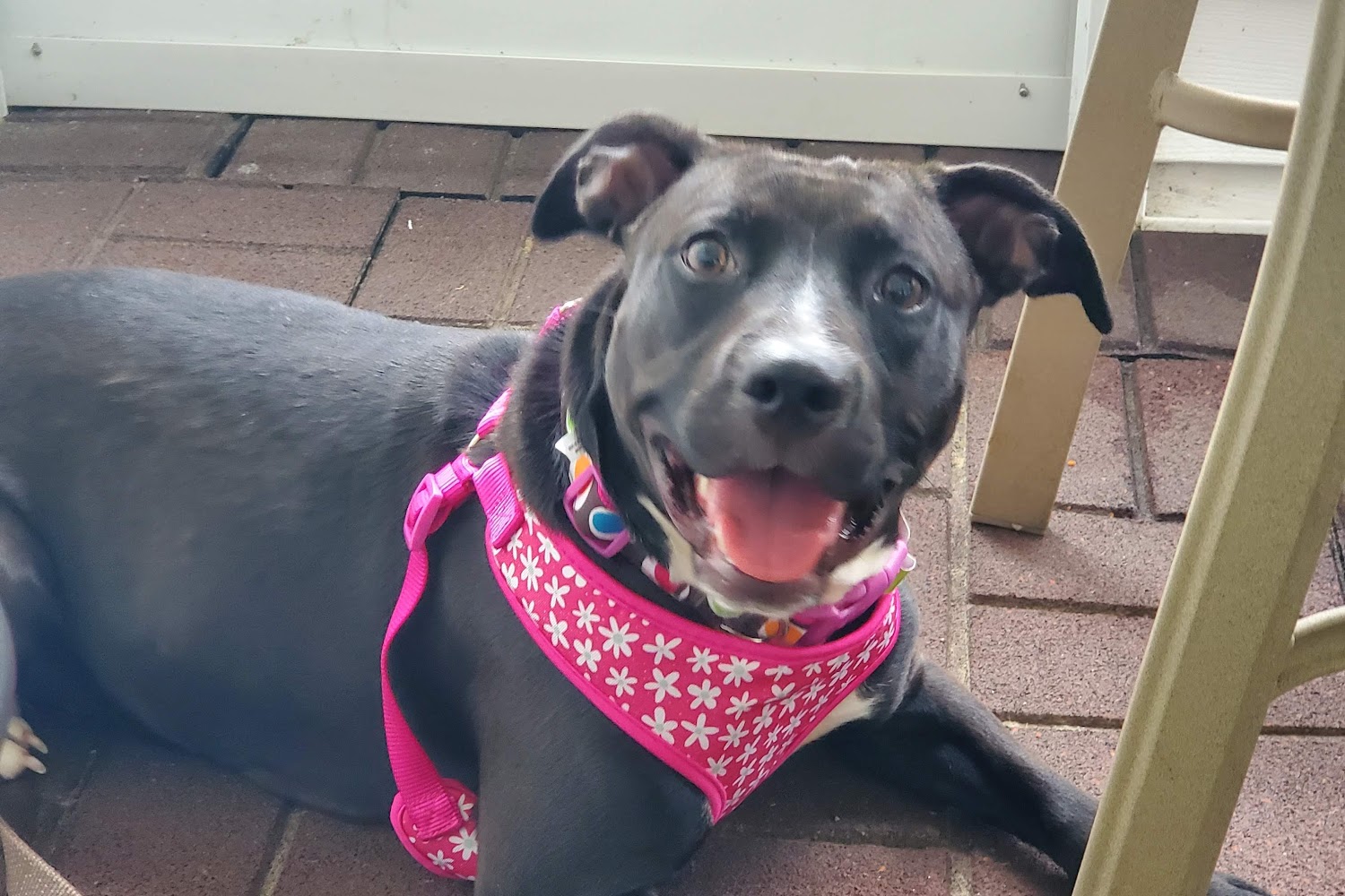 Humane Society of Calvert County