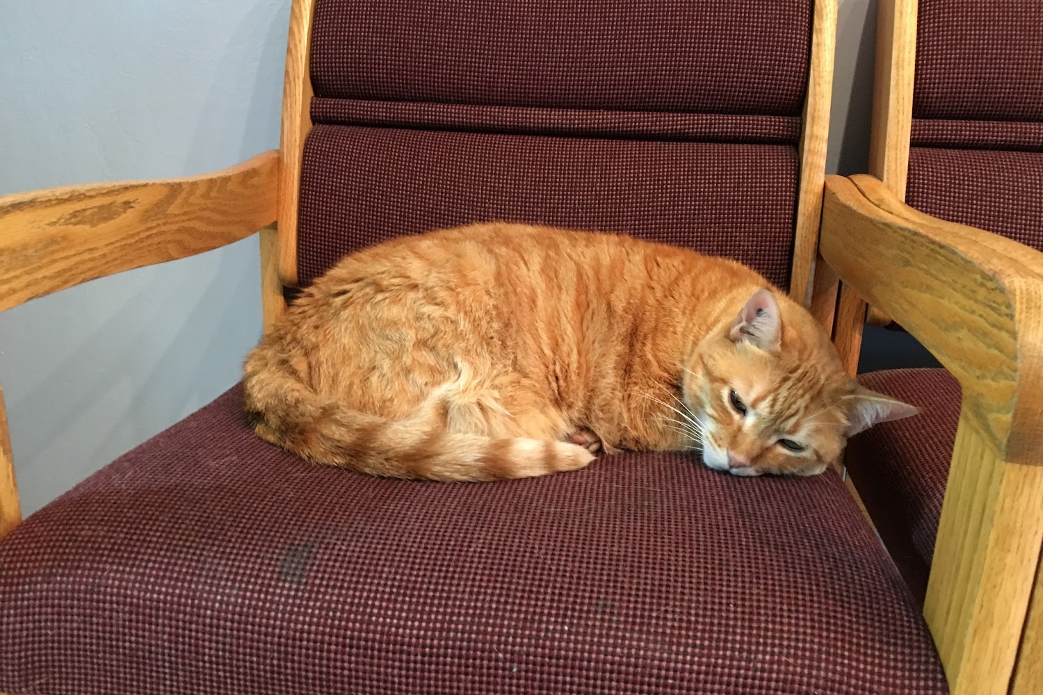 Nob Hill Cat Clinic & Hospital