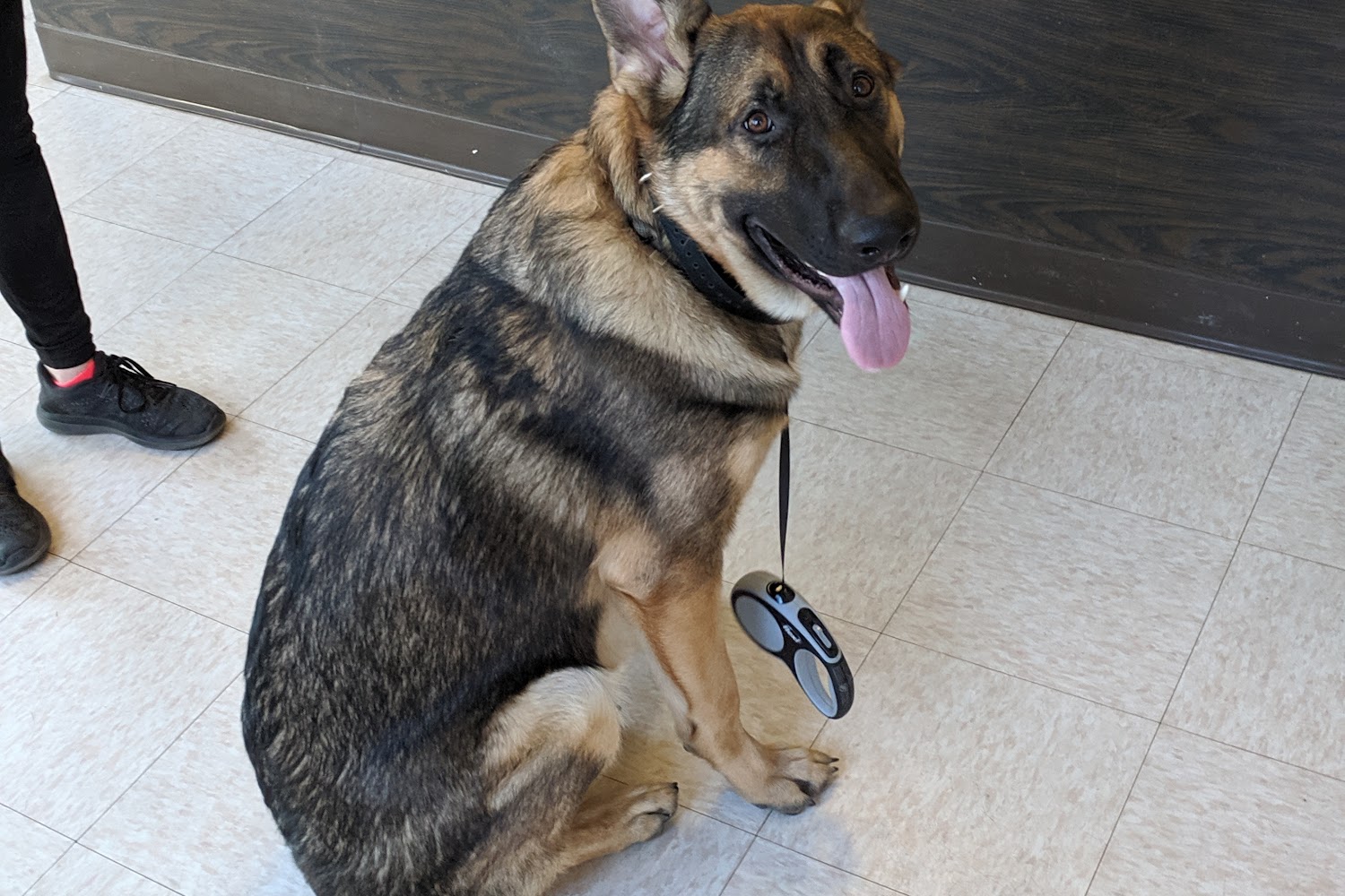 Avocado Animal Hospital of Fallbrook