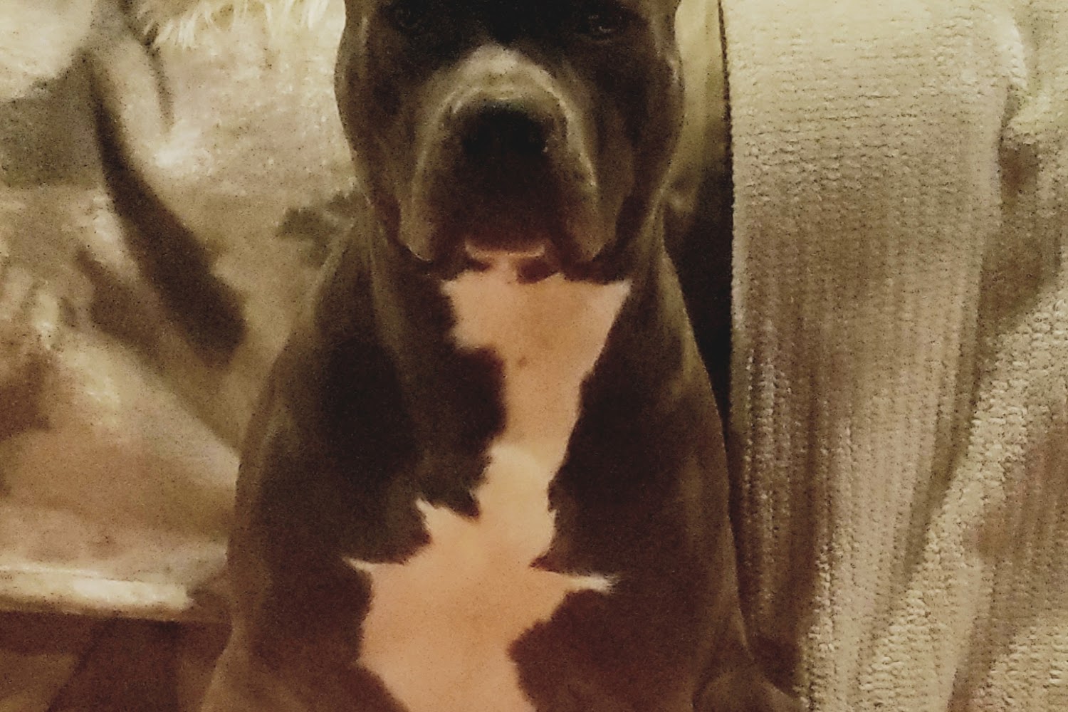 Schulmeyer Animal Hospital