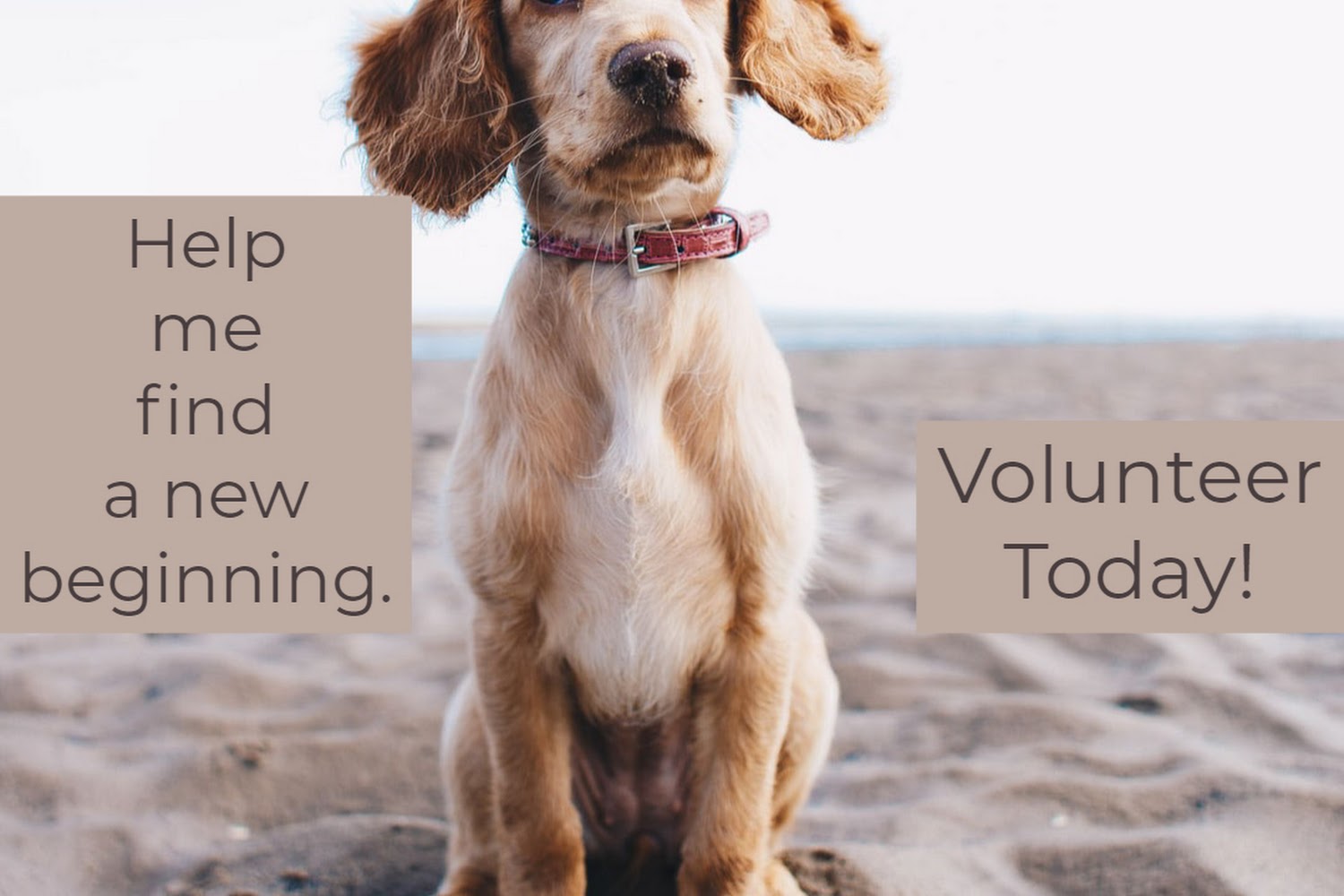 Humane Society of Dorchester