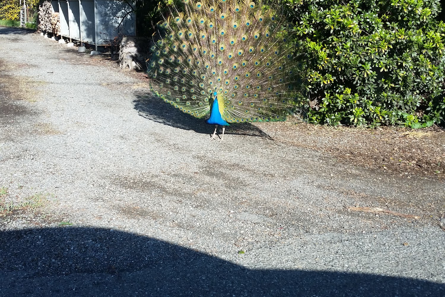 Cache Creek Veterinary Service