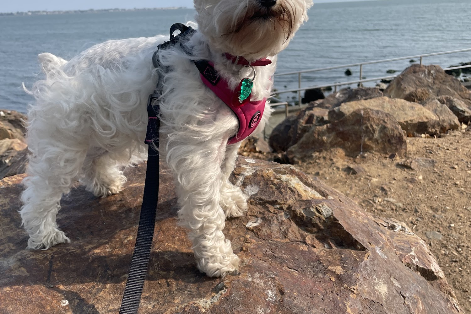 Cypress Veterinary Hospital