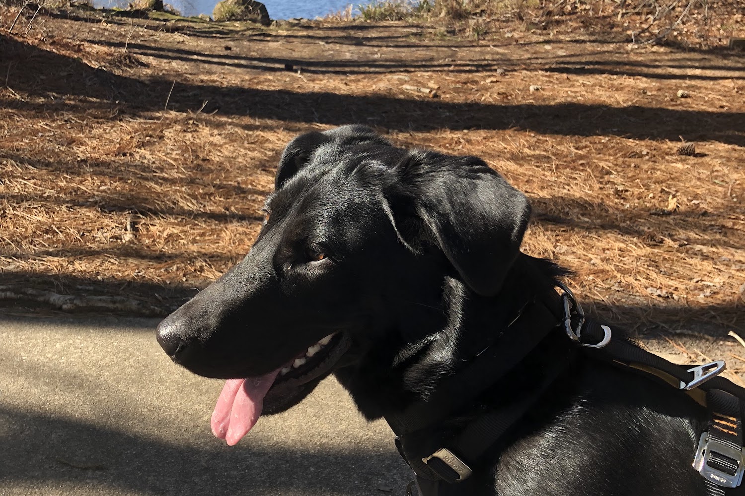 Berlin Animal Hospital