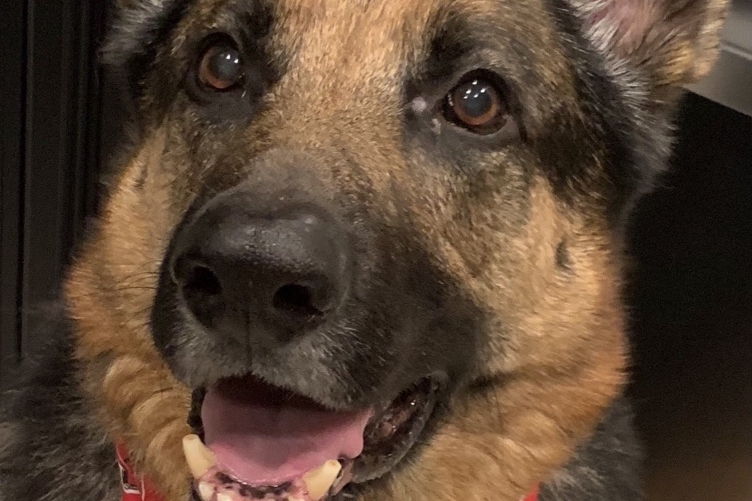 Humane Animal Hospital