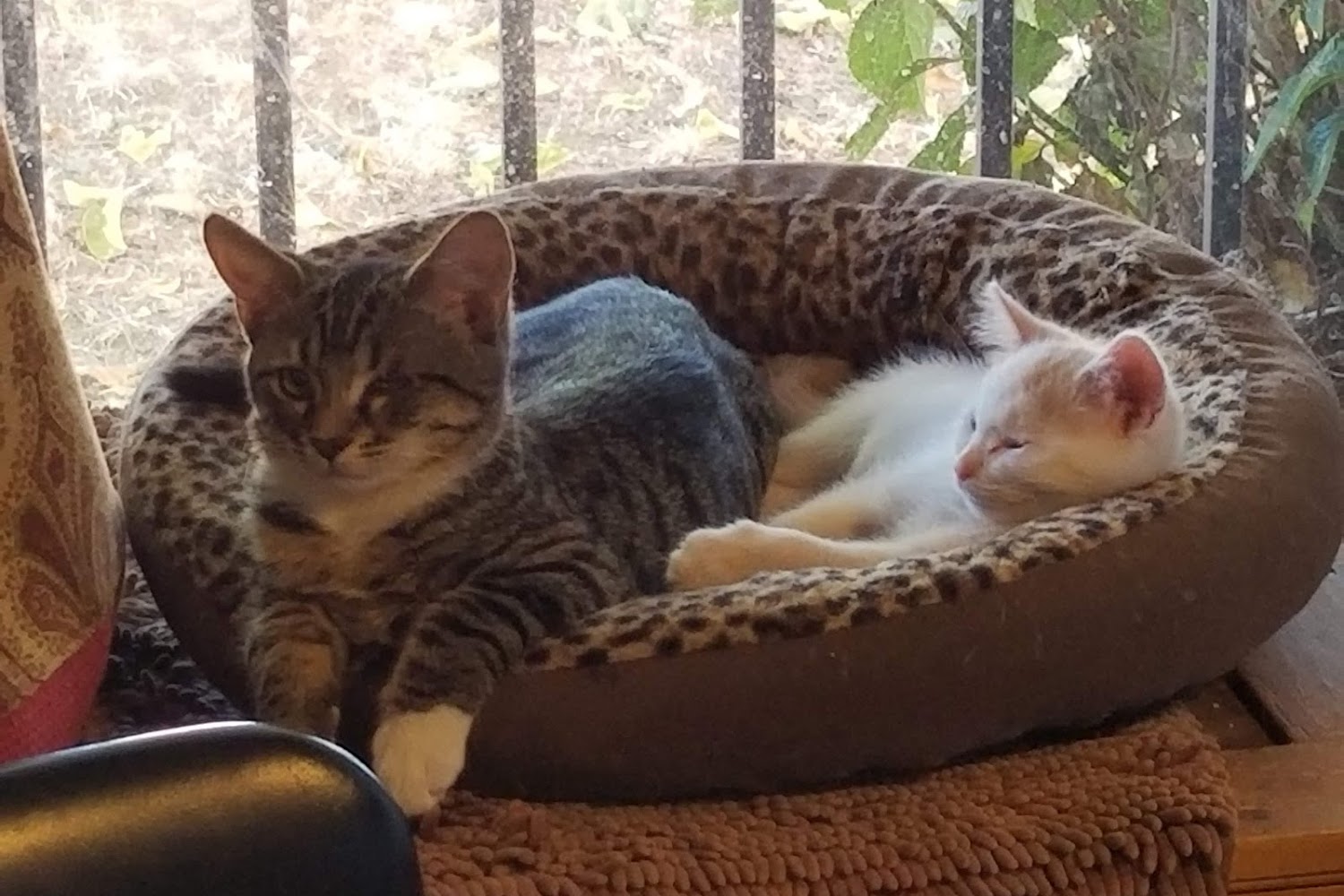 Calaveras Veterinary Hospital