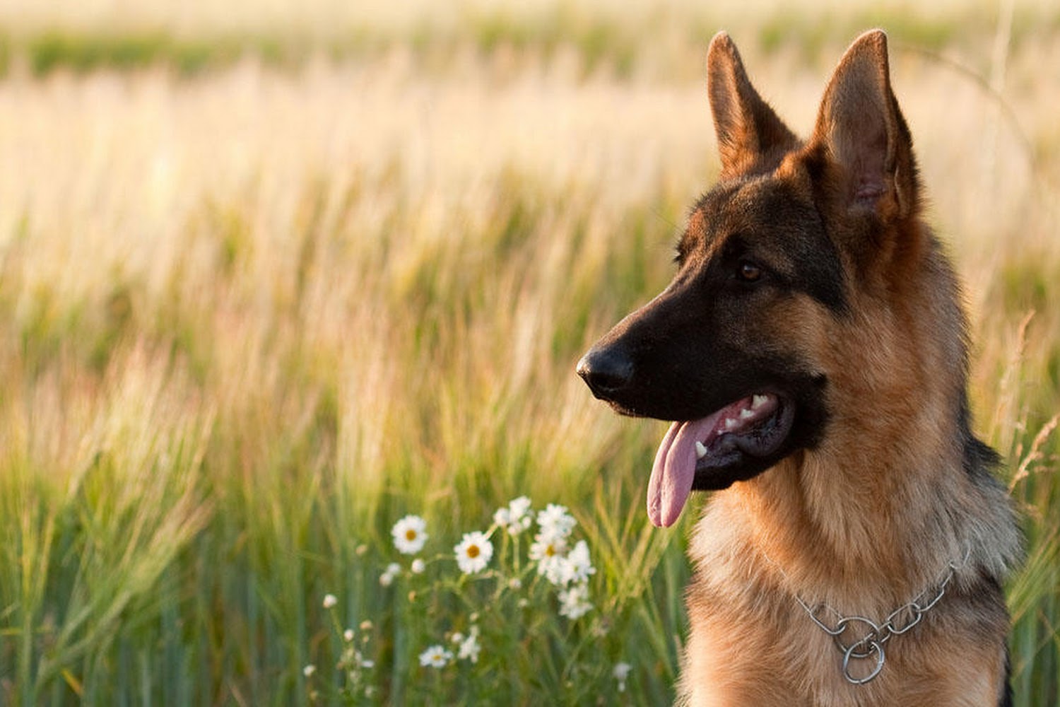 North County Animal Hospital
