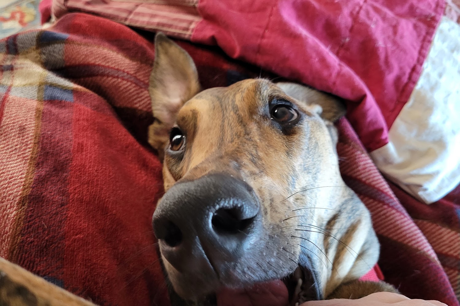 Aspen View Veterinary Hospital