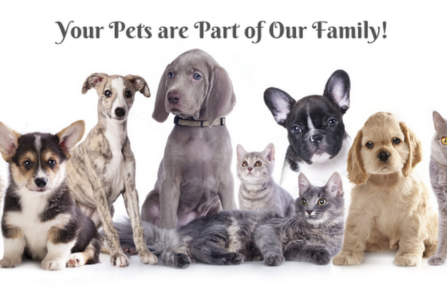 Cambridge Veterinary Care