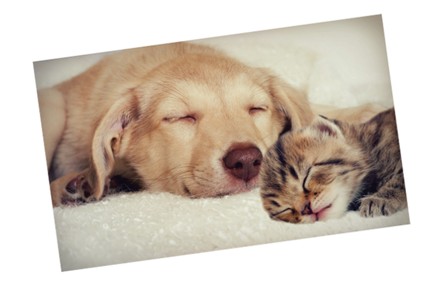 Comanche Veterinary Hospital