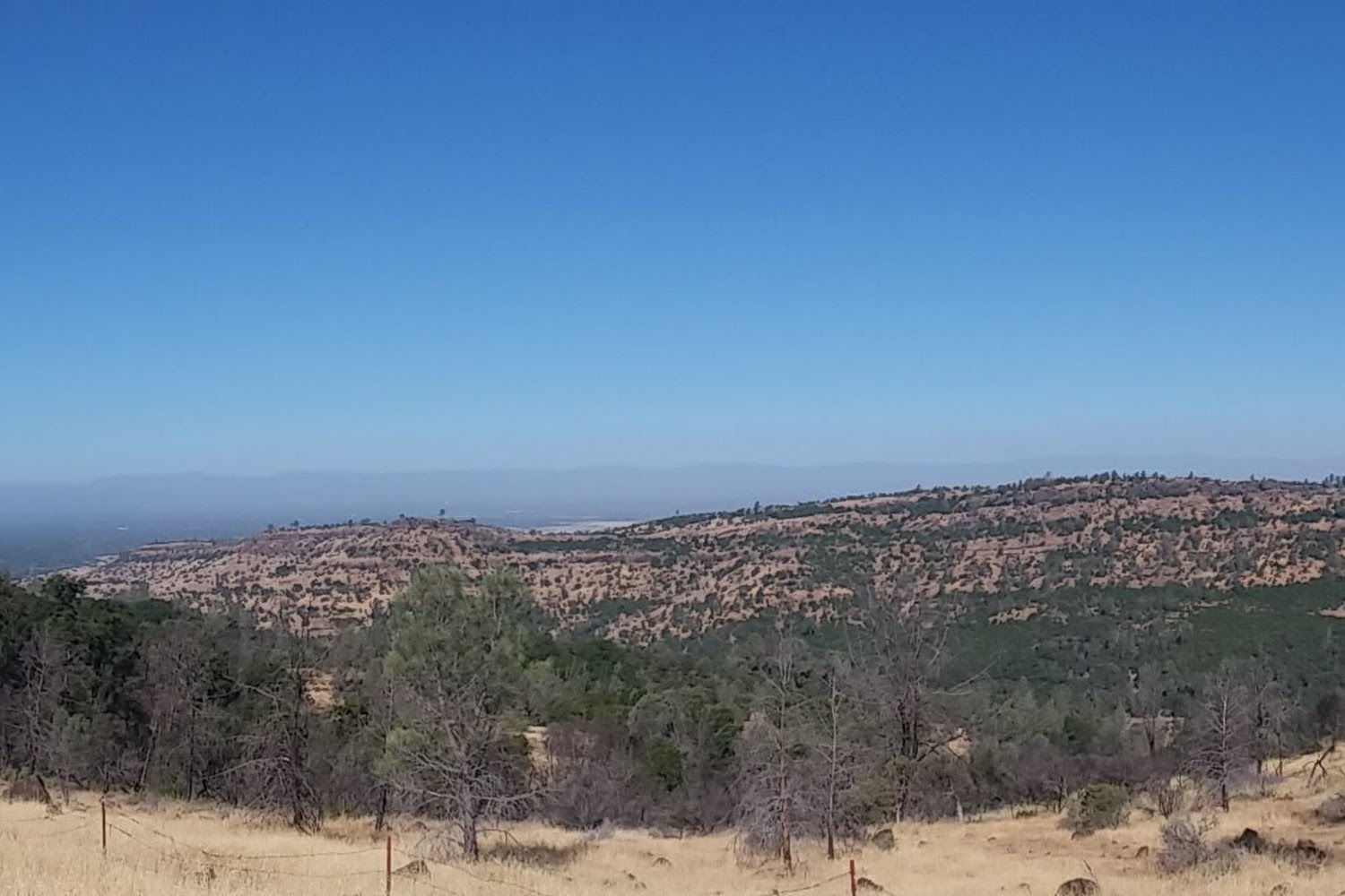 Dachshund Rescue of Northern Ca