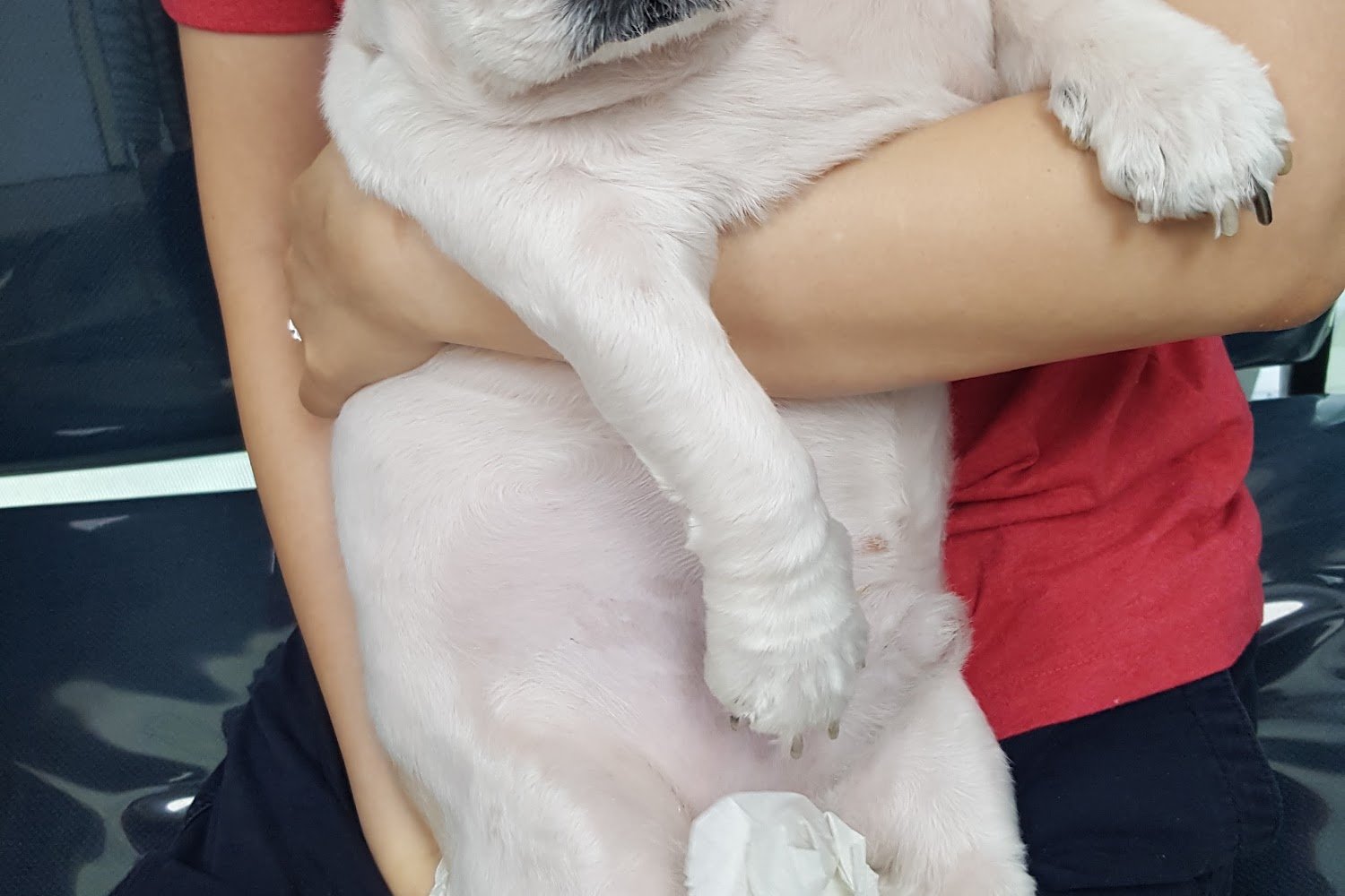 Western Animal Hospital