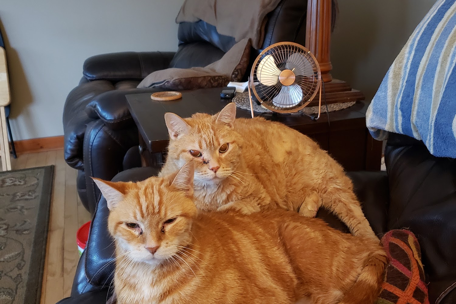 Genoa Animal Hospital