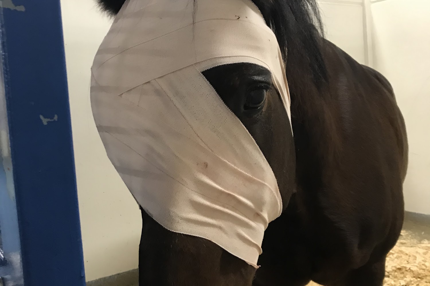 Country Care Animal Hospital