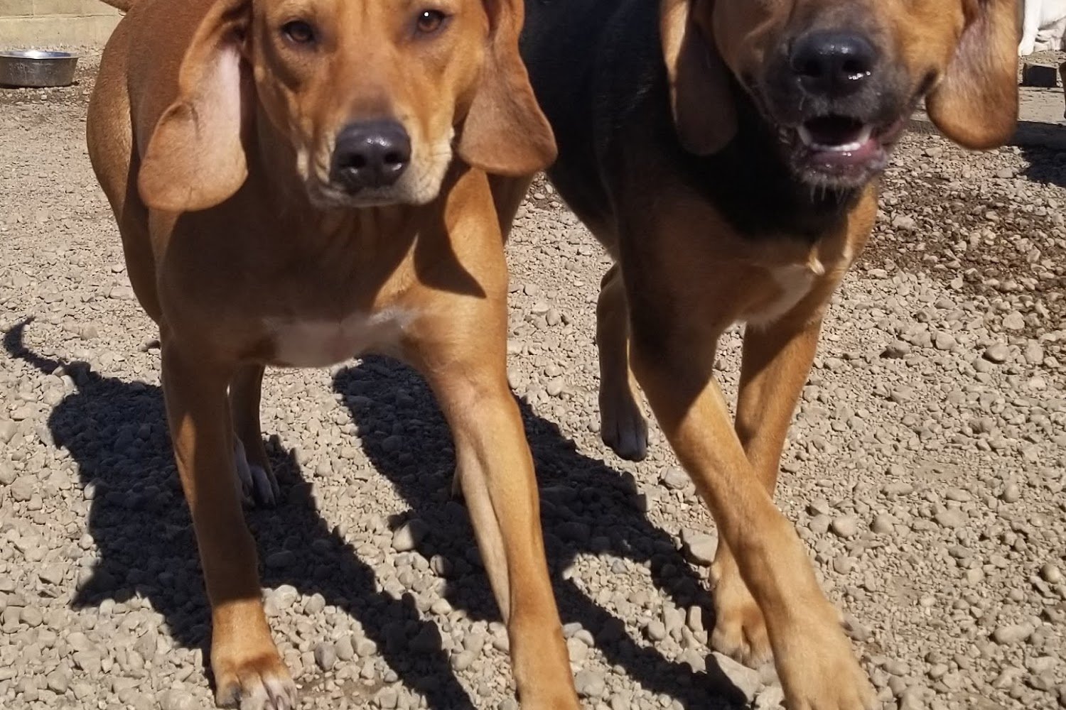 Kay's Animal Shelter