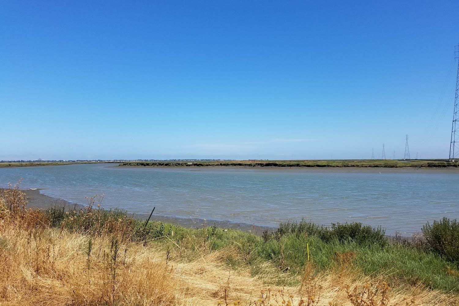 Afghan Hound Rescue of California