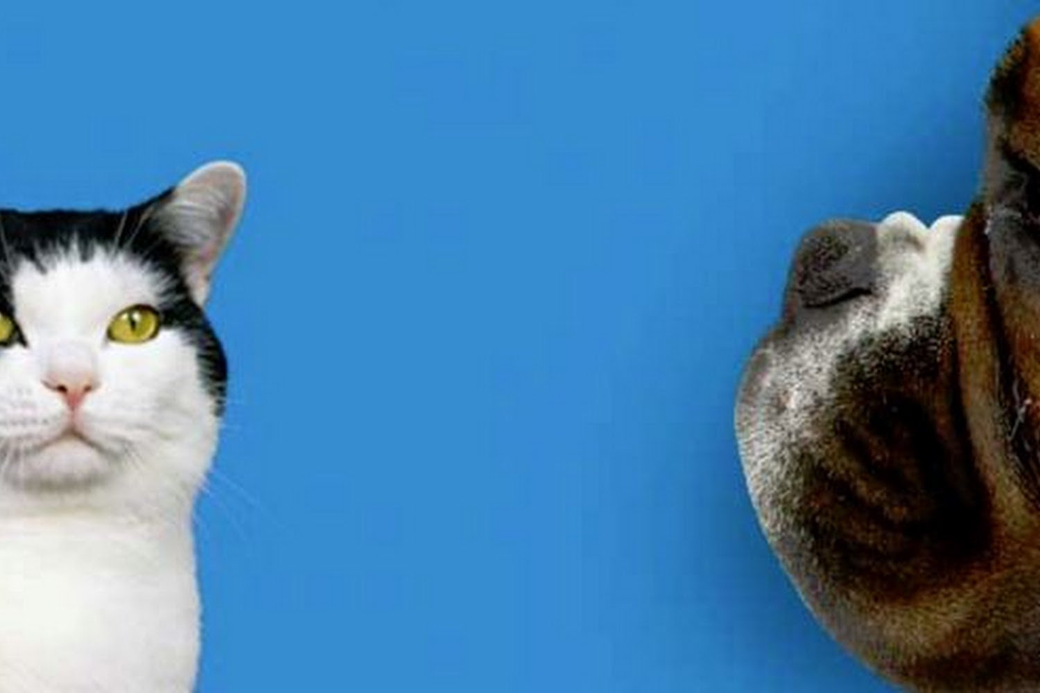 Grantline Veterinary Hospital