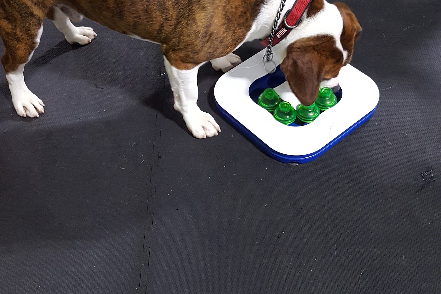 Granny Rose Animal Shelter