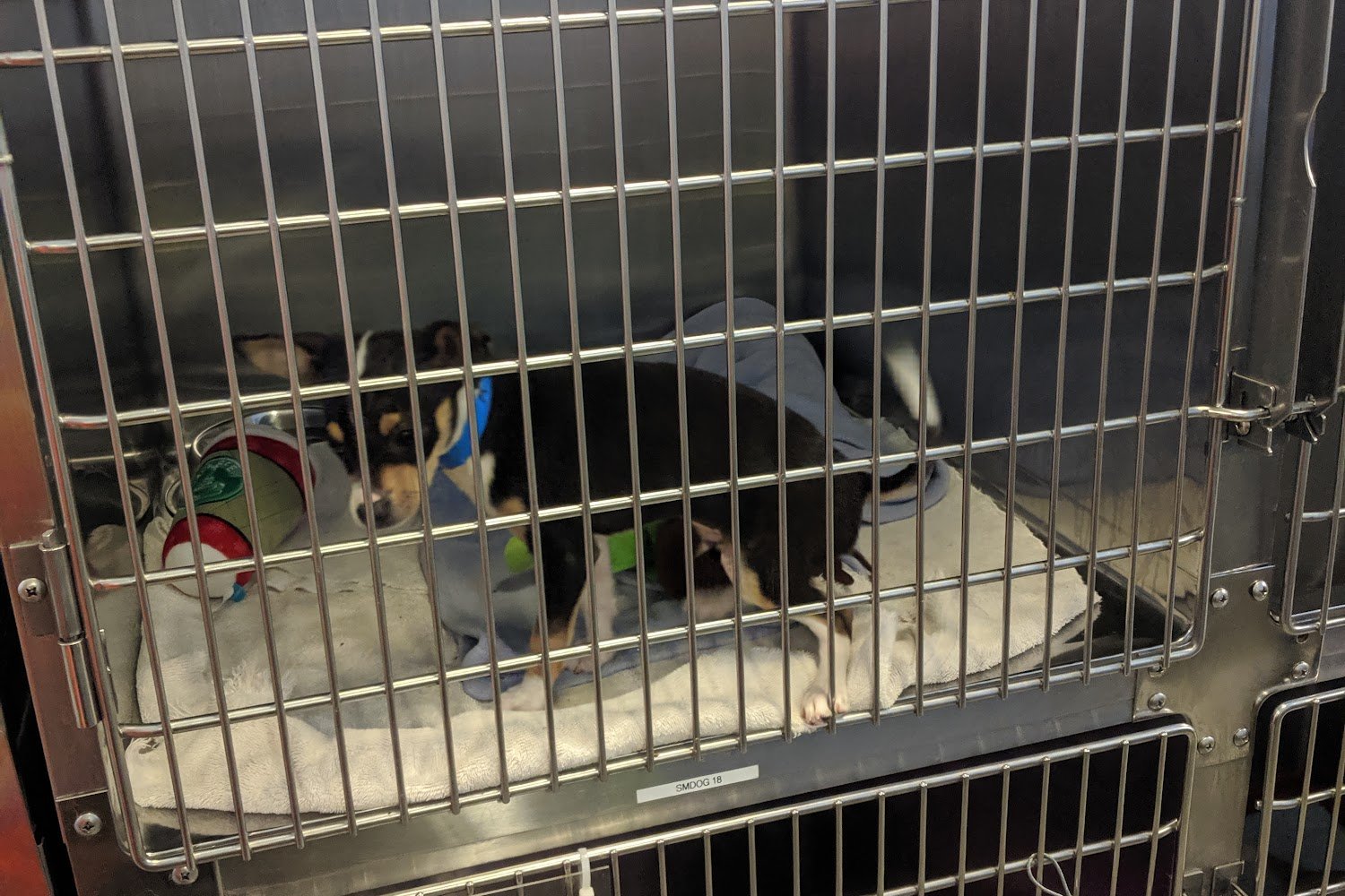 Rancho Cucamonga Animal Care & Adoption Center