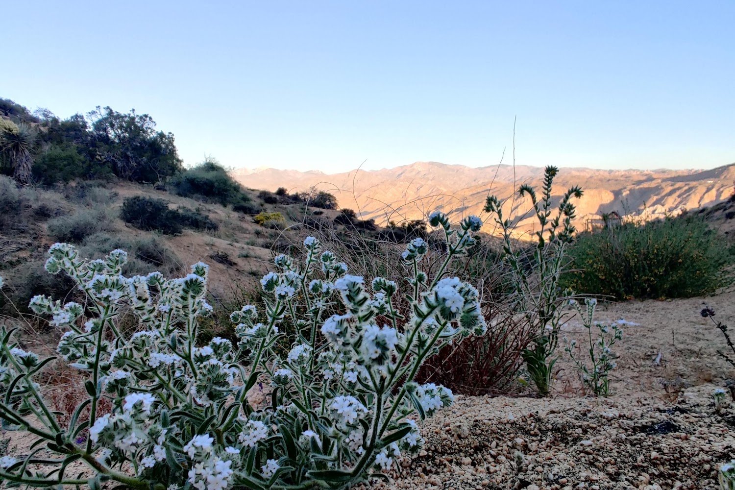 Wildheart Animal Rescue